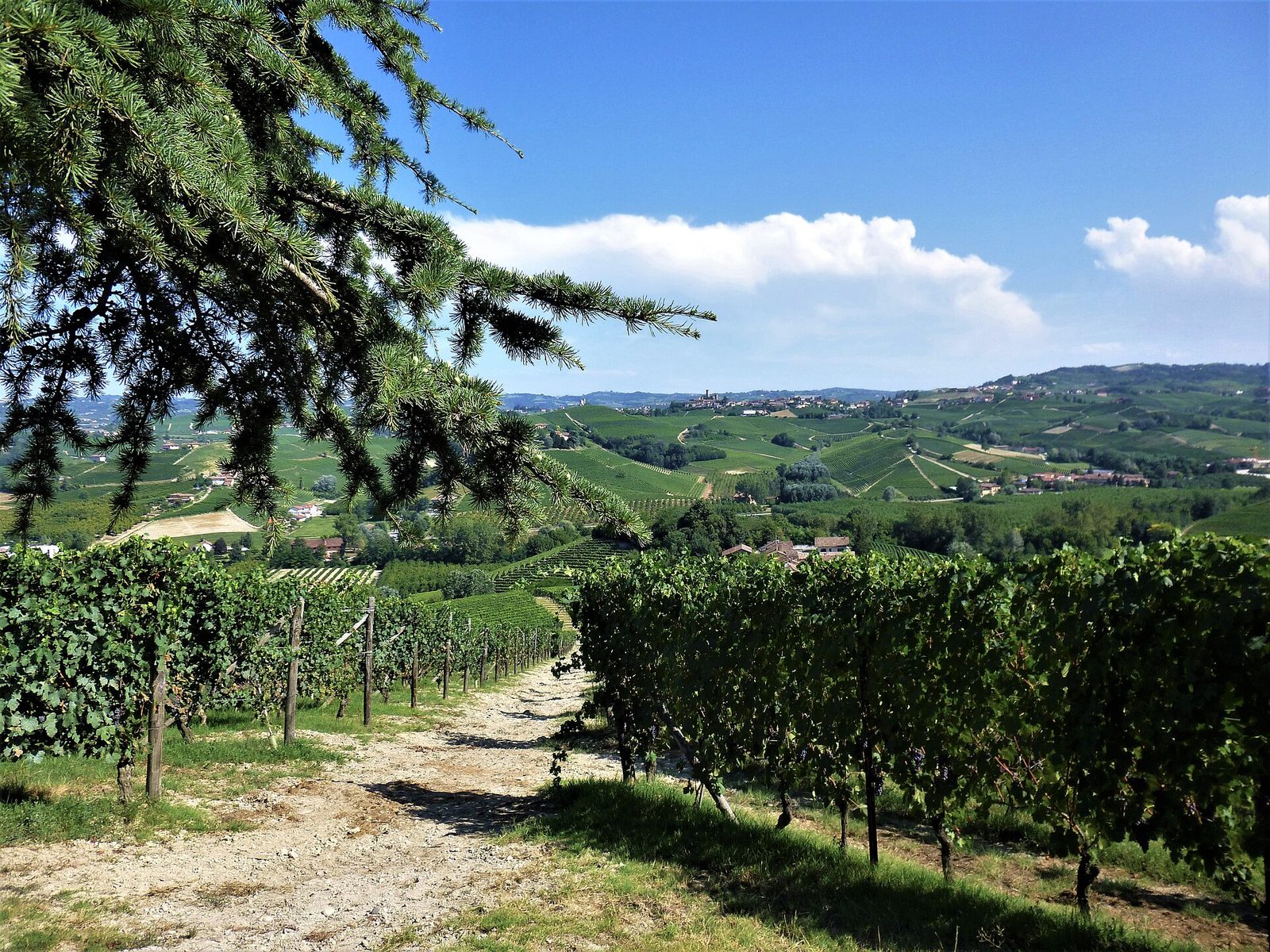 Le colline delle Langhe